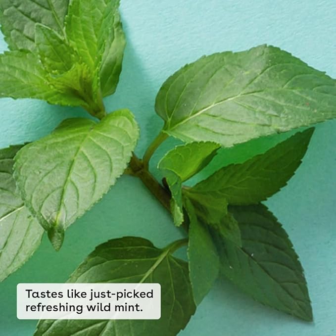 eos 100% Natural & Organic Lip Balm- Sweet Mint, Dermatologist Recommended, All-Day Moisture Lip Care, Made for Sensitive Skin, 0.14 oz