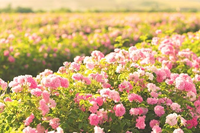 Thracian Bio Rose & Snail Hydrating Eye Cream for Dark Circles, Eye Bags and Puffiness with Bulgarian Bio Rosa Damascena Oil, Hyaluronic Acid and Pearl Powder, 30 ml/1.01 Fl Oz