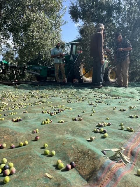 Extra Virgin Olive Oil - Santa Maria Portuguese Vintage Metal Tin - 200ml. This is a brand with almost 100 Years. (1)