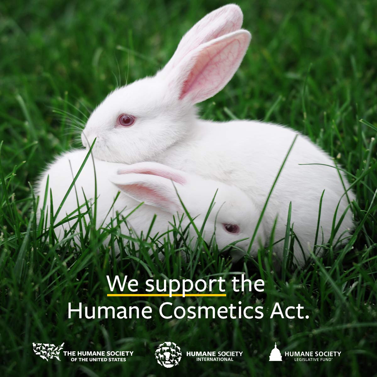 US Organic Grape Seed Oil, USDA Certified Organic, 100% Pure & Natural, Cold Pressed Virgin, Unrefined, Size for DIY and Small Manufacturers (128 oz (1 Gallon))