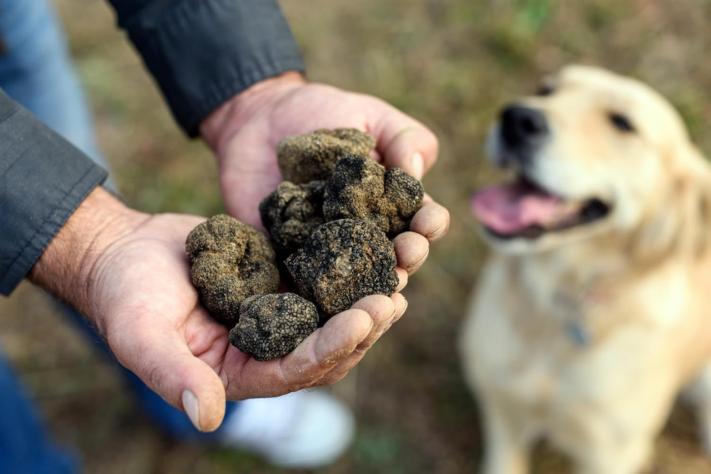 Dryas White Truffle Oil | Made from Wild Greek Truffles and Greek Extra Virgin Olive Oil | Harvested by Our Trained Dogs in the Mountain Forests of Northern Greece