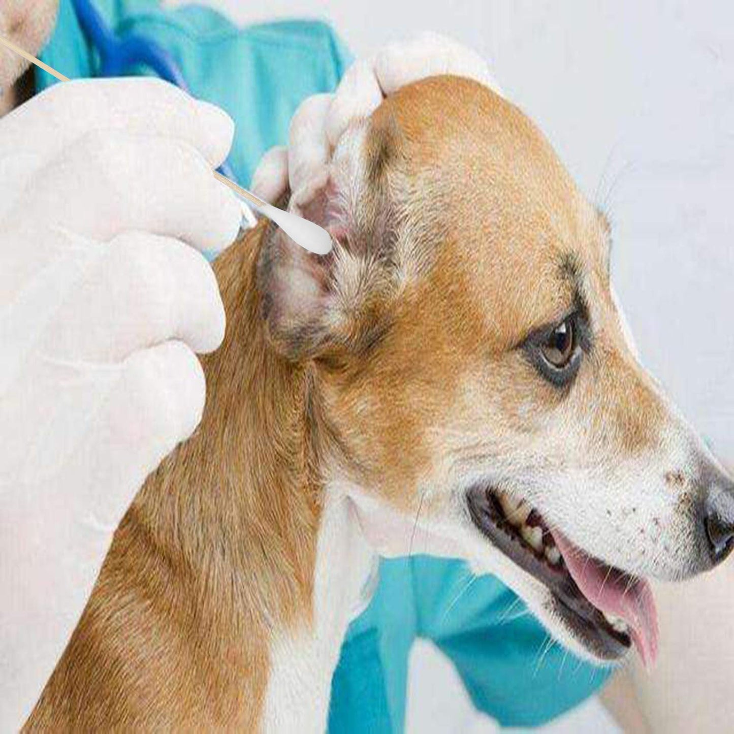 6 Inch Long Cotton Swabs (Large Size) 400pcs for Pets, Gun Cleaning or Makeup