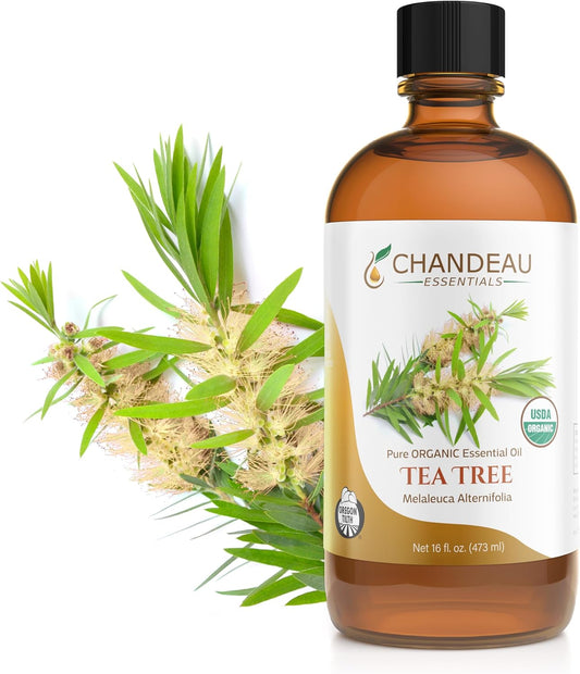 100% Pure Organic Essential Oil, Pure Tea Tree Essential Oil for Aromatherapy, Soap Making, Candles, Laundry, Perfume, Cleaners or Diffusers - Large Amber Glass Bottle, 16 oz.