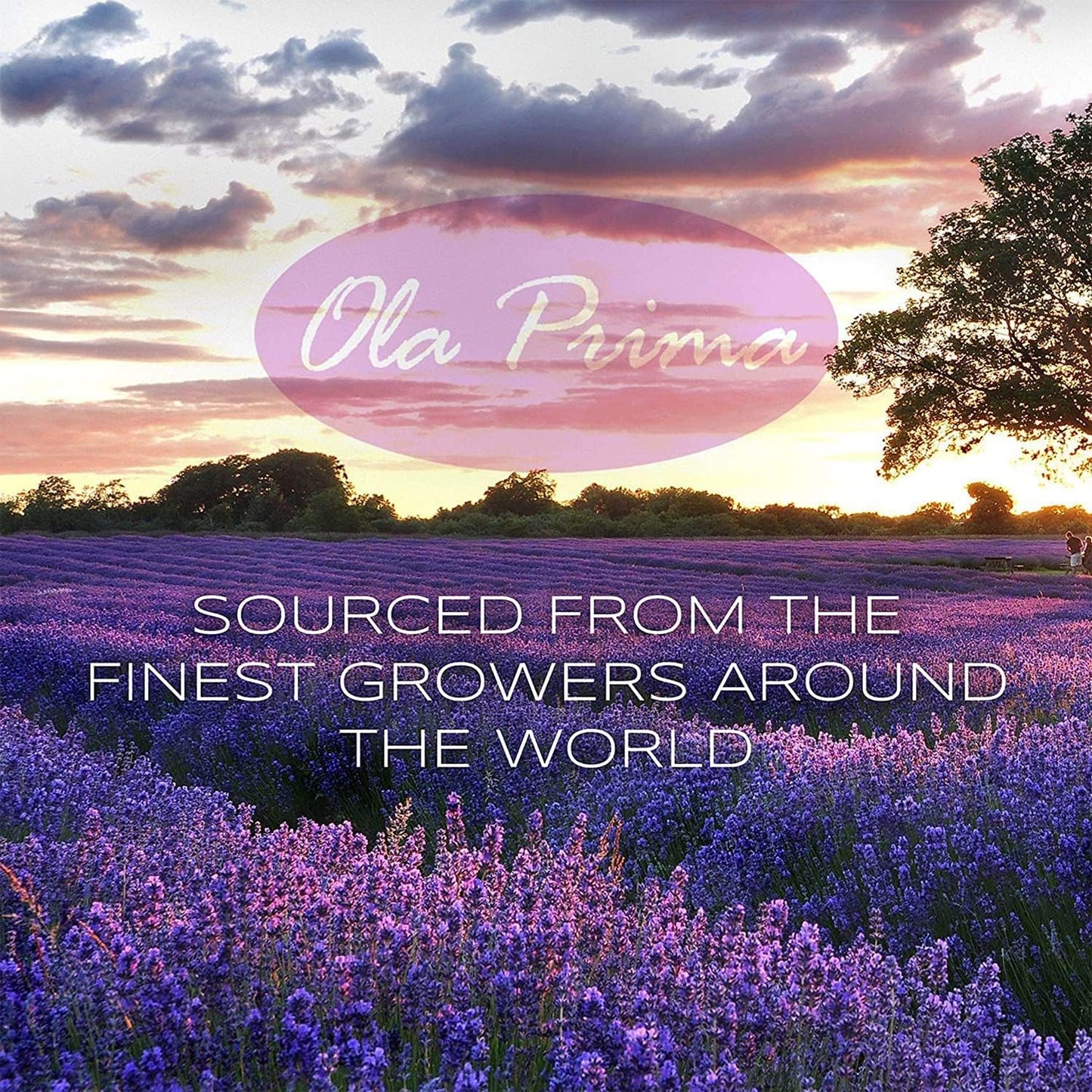 Ola Prima Oils Lavender Essential Oil (16oz Bulk) for Aromatherapy Diffuser, Candle Making & Stress – Therapeutic Grade Aromatherapy Oil