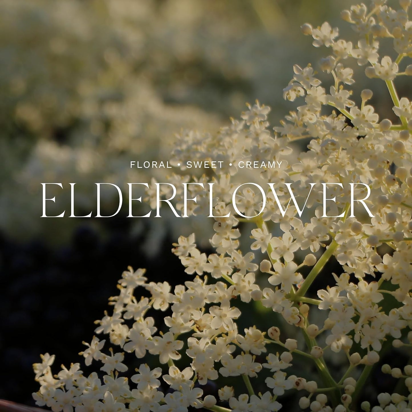 Antica Farmacista Body Moisturizer - Moisturizing Scented Lotion - Premium Body Moisturizer - Luxury Gift for Women & Men - Hand & Skin Hydration - Elderflower, 10 Fl Oz