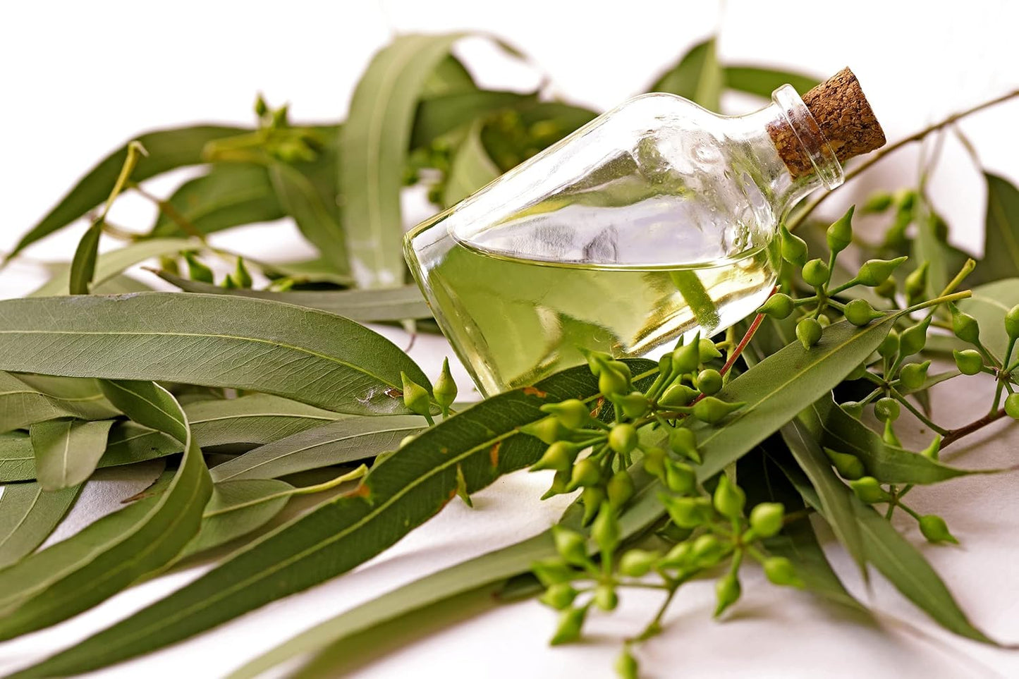 Eucalyptus Pure Oil (Globulus) - 1 Gallon