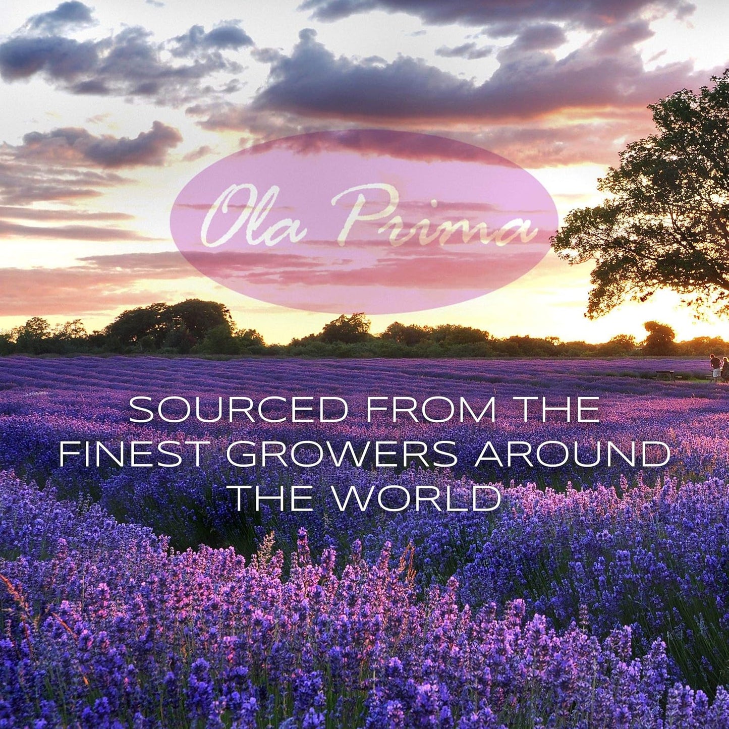 Ola Prima Oils - Clove Essential Oil 4 oz, Clove Oil for Skin, Diffuser, Natural, Premium Grade - Clove Oil